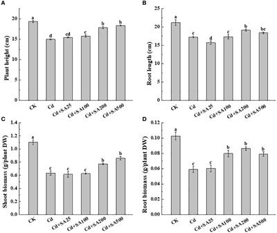 Foliar application of salicylic acid inhibits the cadmium uptake and accumulation in lettuce (Lactuca sativa L.)